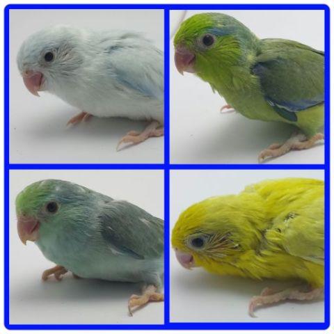 PARROTLETS GALORE!!! ALL COLORS, SUPER SWEET, MANY AVAILABLE!!!