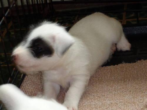Parson Russell Terrier male puppies