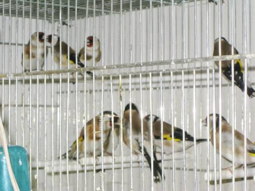 Parva European Goldfinches for sale