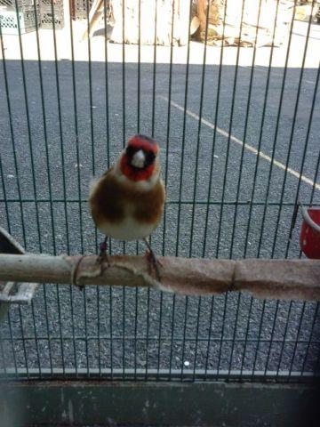 Parva goldfinch