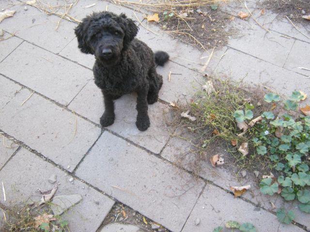PAX ~ YOUNG ADULT MALE MINIATURE POODLE 1 YEAR OLD