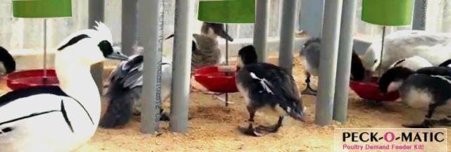 Peck-o-matic Demand Bird Feeder--feeding have never being so fun