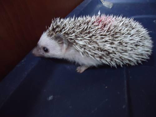 Pedigreed baby hedgehogs- End of summer sale $150 during August Only!