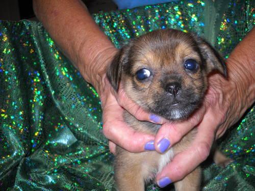 Pekineses/Chihauhau puppies . Born July 13, 2012.(MUST REDUCE PRICE)