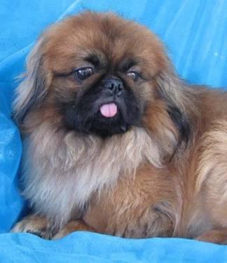 Pekingese - Anderson, Gorham - Small - Young - Male - Dog