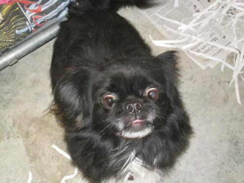 Pekingese - Nelson - Small - Young - Male - Dog