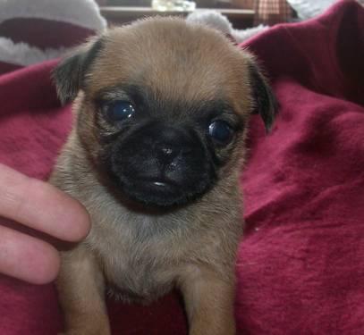 PENDING/Adorable Brussels Griffon Belge, Smooth Coat Female Puppy CKC