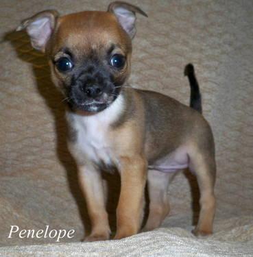 Penelope, 8 week old female purebred merle Chihuahua