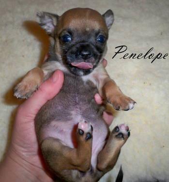 Penelope ~ Female purebred Chihuahua puppy, will be available at 8 wks