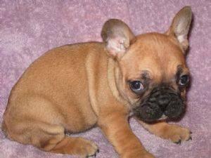Perfect AKC French Bulldog Pup 7 months old