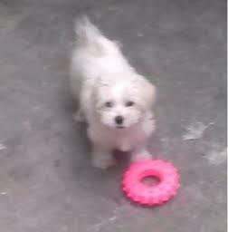 PERLA White french Maltese poodle dog incluidas SHOTS,Certificado