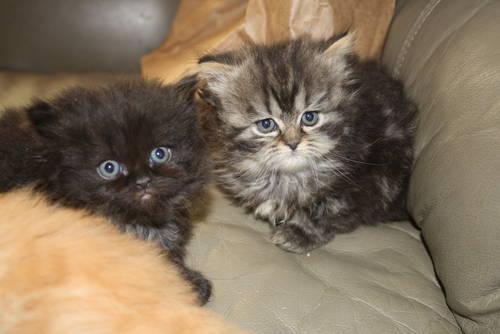 Persian and Himalayan Kittens