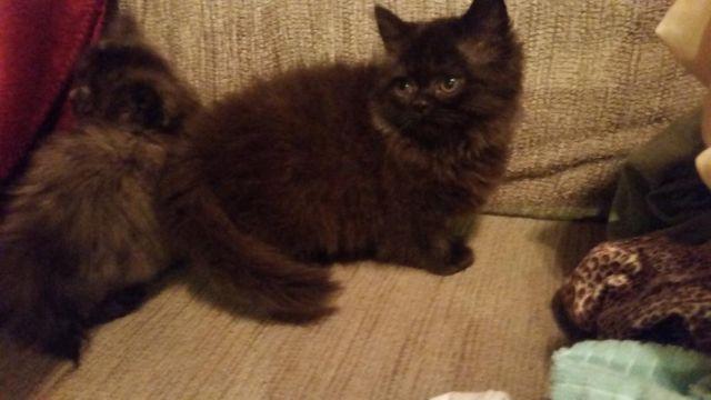 Persian and Himalayan kittens