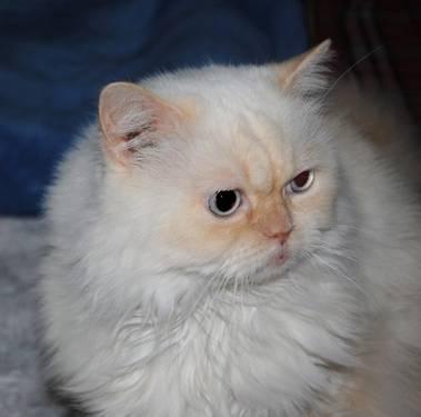 Persian - Chucky - Large - Adult - Male - Cat