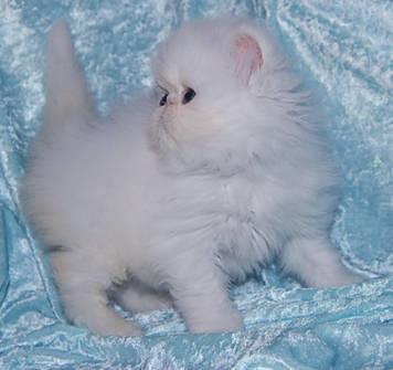 Persian - copper-eyed white kitten available!