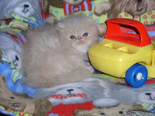 Persian Fluffball Kittens