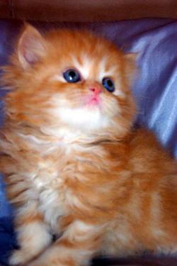 Persian, Himalayan, Chinchilla Kittens for Sale.