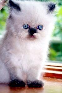 Persian, Himalayan, Chinchilla Kittens for Sale.