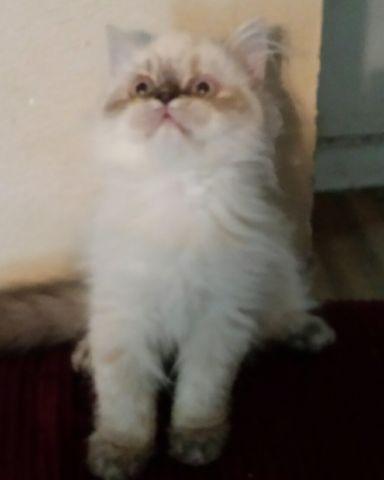 Persian himalayan kitten