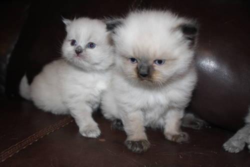 Persian Himalayan Kittens