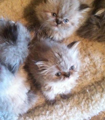 Persian Himalayan kittens