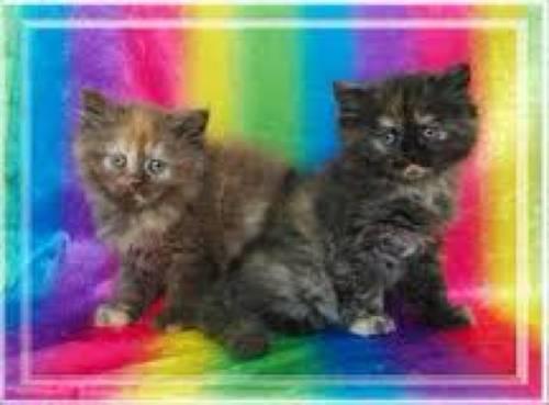 Persian Himalayan Kittens - Beautiful!!