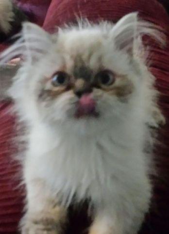Persian himslayan kitten