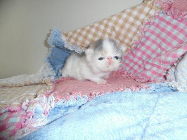 Persian Kitten female