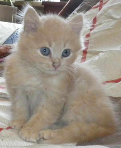 Persian Kitten - Three months old