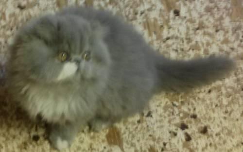 Persian Kittens - 6 months old