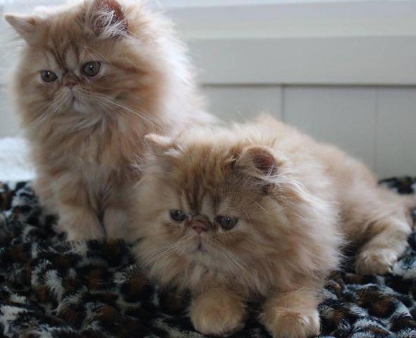 Persian male kittens - Red - Show Potential