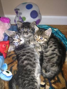 Persian - Patches & Archer- Courtesy Posting - Small - Adult
