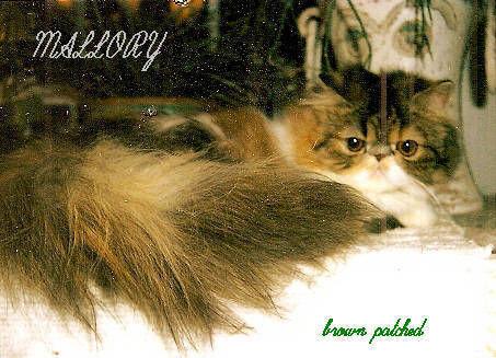 persian pets, $875-$975. ALSO stunning breeder and show, $1,350/UP!
