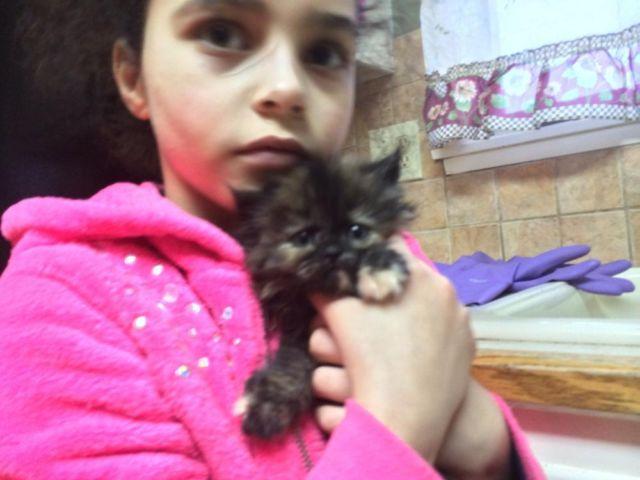 Persian torite kitten