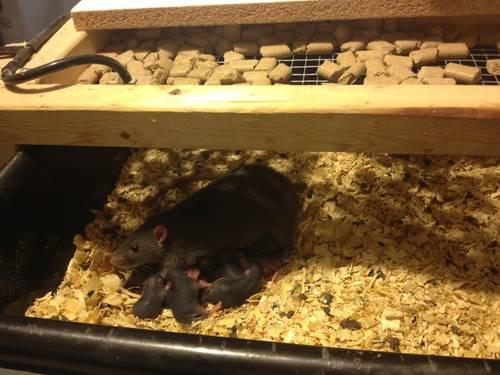 Pet and Feeder rats for sale