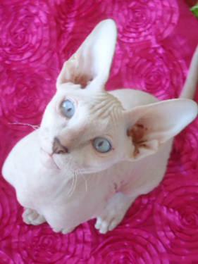 PETERBALD SPHYNX Kitten- EXTREMELY RARE - $950