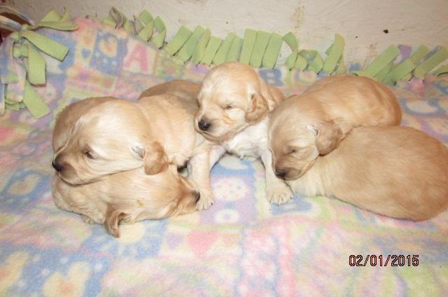Petite Goldendoodle puppies