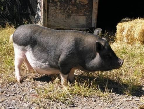 Pig (Farm) - Hazel - Large - Adult - Female - Pig