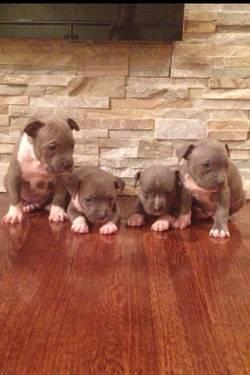 Pit bull for sale 5 weeks old