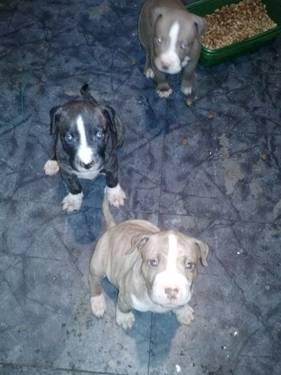 Pit bull puppies 8 weeks old $300