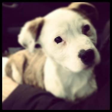 Pit Bull Terrier - Abingdon - Medium - Baby - Female - Dog