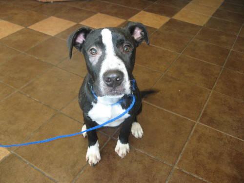Pit Bull Terrier - Ace - Medium - Young - Male - Dog