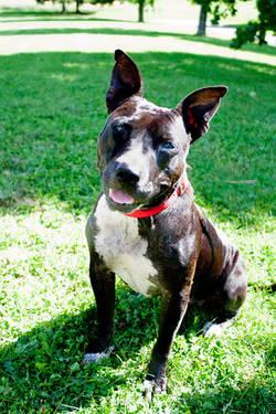 Pit Bull Terrier - Amarillo - Medium - Adult - Female - Dog