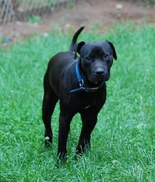 Pit Bull Terrier - Apollo - Medium - Adult - Male - Dog