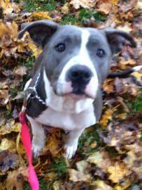 Pit Bull Terrier - Bella - Large - Young - Female - Dog