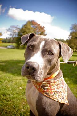 Pit Bull Terrier - Billy Bob - Large - Adult - Male - Dog