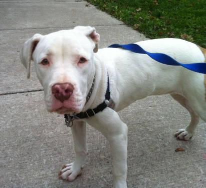 Pit Bull Terrier - Blanca (foster) - Large - Baby - Female - Dog