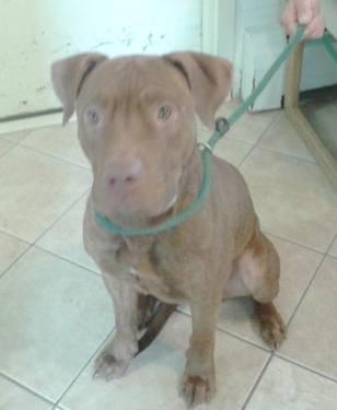 Pit Bull Terrier - Bruno - Large - Young - Male - Dog