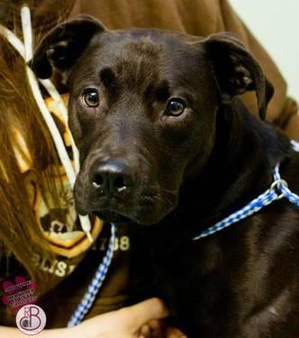 Pit Bull Terrier - Champ - Medium - Adult - Male - Dog