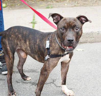 Pit Bull Terrier - Clyde - Medium - Young - Male - Dog